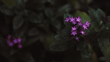 pequeñas flores moradas foto