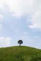 solo árbol en una colina foto