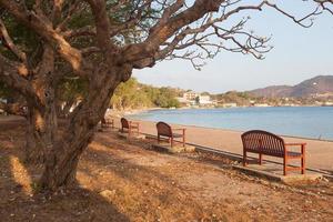 Benches under the trees photo