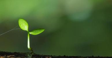 Leaves on a twig photo