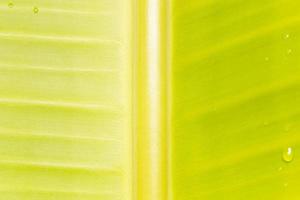 Background of banana leaf photo