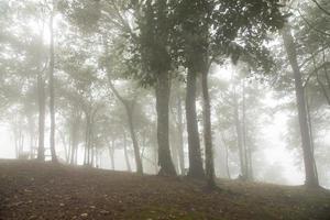 Fog in the forest photo