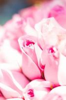 Many flowering pink roses photo