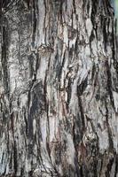 Tree bark close-up photo