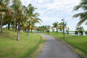 camino en el parque foto