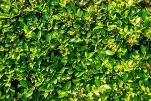 Green shrubbery wall for texture or background photo