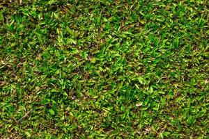 hierba verde para textura o fondo