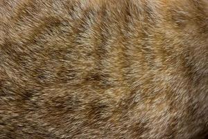 Close-up de piel de gato para textura o fondo foto