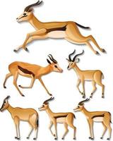 Set of different sides of impala isolated on white background vector