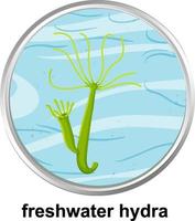 Anatomy structure of Freshwater Hydra on white background vector