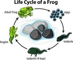Diagrama que muestra el ciclo de vida de la rana sobre fondo blanco. vector