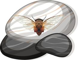 Top view of cicada on a stone on white background vector