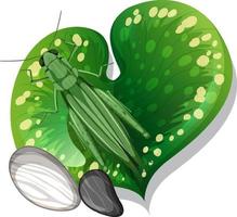 Top view of grasshopper on a leaf isolated vector