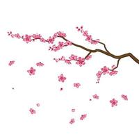 Sakura blossom flowers isolated on white background vector