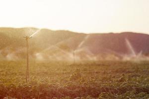 Aspersor de riego en un campo de albahaca al atardecer foto