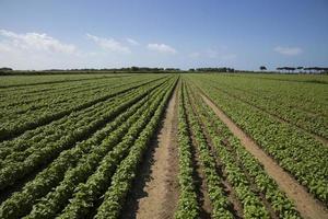 Rows of basil in Liguria region in Italy photo