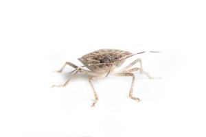 Brown marmorated stink bug on white background photo