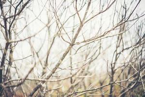 Image of dead branches and sun in the clouds photo