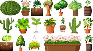 Conjunto de diferentes plantas en macetas aislado sobre fondo blanco. vector