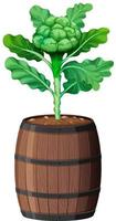 Broccoli with leaves in wooden pot isolated on white background vector