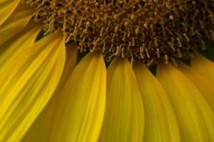 Close-up of a sunflower photo