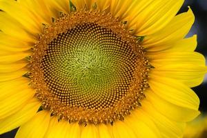 Close-up of the middle of a sunflower photo