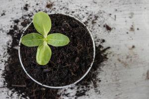 primer plano, de, joven, brote, crecer foto