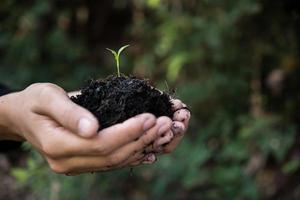 Cerca de brotes jóvenes creciendo foto