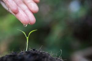 Close-up of a young sprout growing photo