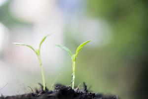 primer plano, de, un, joven, brote, crecer foto