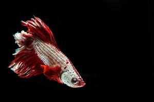 Marco capture of the moving moment of fighting fish photo
