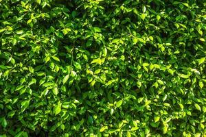 Green shrubbery wall for texture or background photo