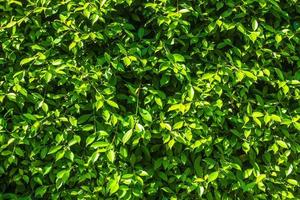 Green shrubbery wall for texture or background photo