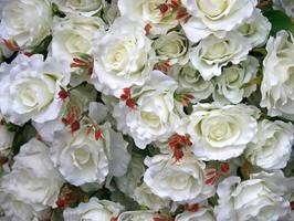 Bunch of white roses photo