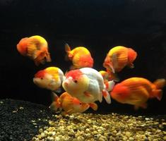escuela de peces de colores foto
