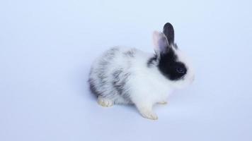 schöne zwanzig Tage Kaninchen auf weißem Hintergrund video