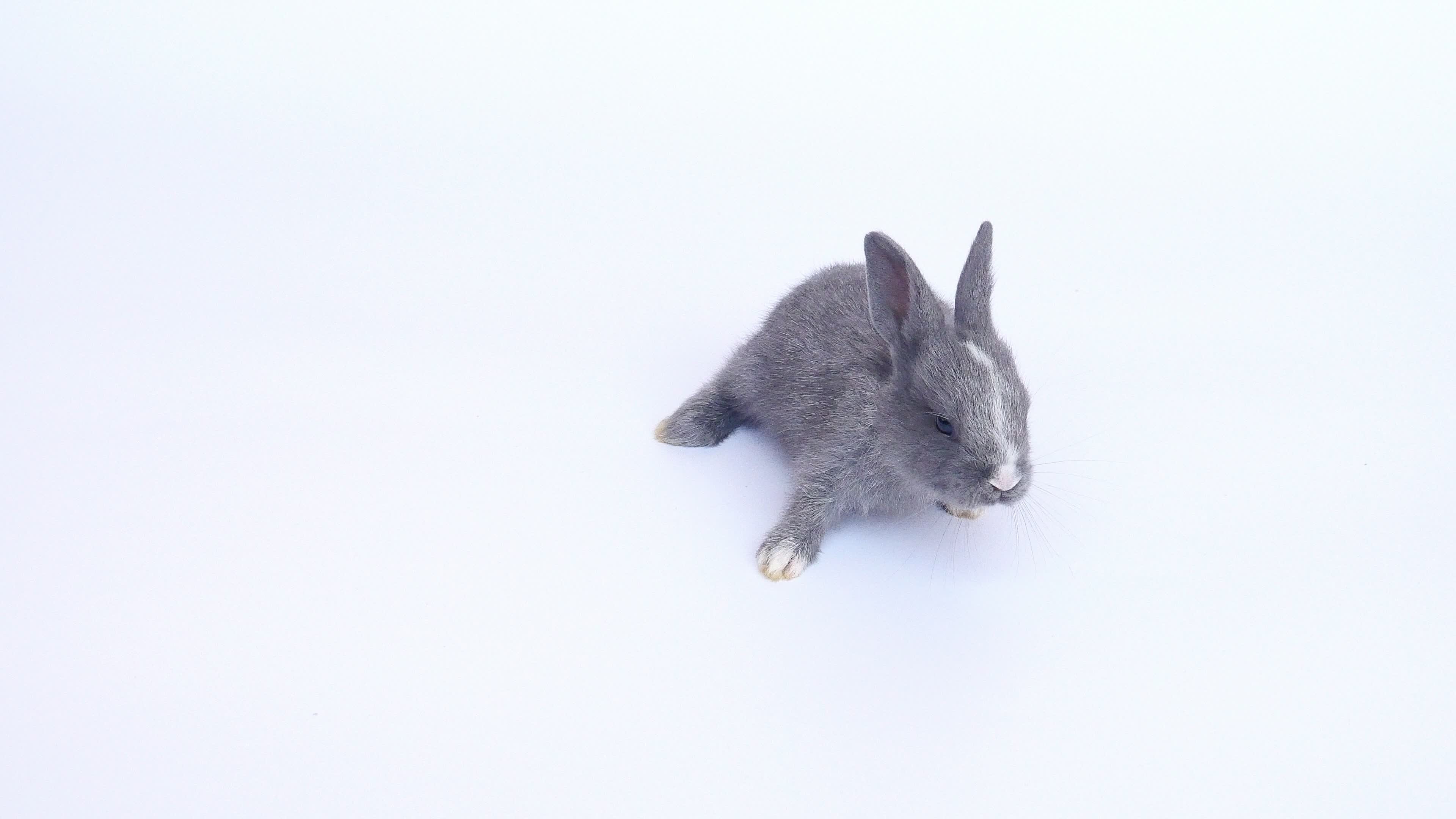 Hare Stock Video Footage for Free Download