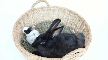 schöne zwanzig Tage Kaninchenbaby mit seiner Mutter in einem Heunest