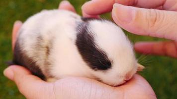 Fourteen days baby rabbit in lady lady hand