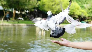 Man is feeding pigeons on his arm in public park video