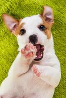 Portrait of Jack Russell terrier puppy looking at camera on green mat floor