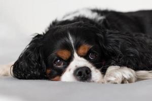 Portrait of Cavalier King Charles spaniel looking at camera