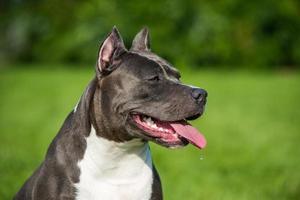 Side view portrait of Blue American Staffordshire terrier in grass photo