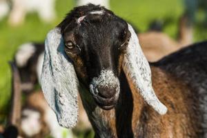 Portrait of South African boer goat photo