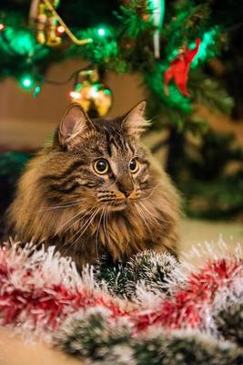 Norwegian Forest Cat Stock Photos, Images and Backgrounds for Free Download