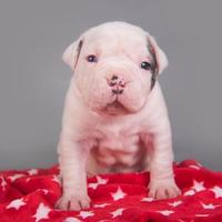 Retrato de cachorro de bulldog americano mirando a la cámara sobre una manta roja foto
