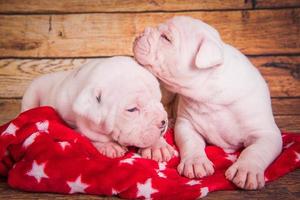 Portrait of two American bulldog puppies on red blanket