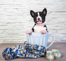 Retrato de cachorro basenji en una taza de cerámica azul junto al gorro azul tejido y botas de bebé foto