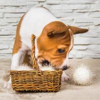 Retrato de cachorro basenji masticando una canasta de mimbre y bolas de algodón blanco