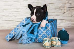Portrait of basenji puppy in print box with blue knitted scarf and baby boots photo